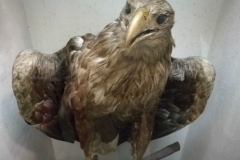 mde